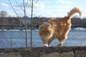 Stati Uniti: il salvataggio di un gattino che stava annegando nel fiume Cedar (VIDEO)