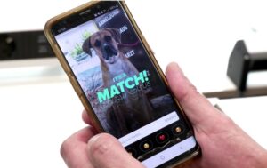 Rifugio per animali pubblica le foto dei gatti su Tinder per formare nuove coppie perfette