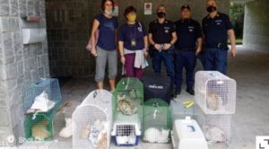 Gatti stipati in un appartamento scatta il sequestro