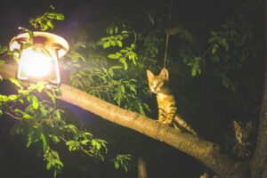 4 motivi per cui il gatto è attivo di notte