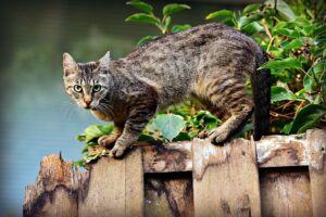 50 gatti scomparsi: è giallo a Lesignano Bagni