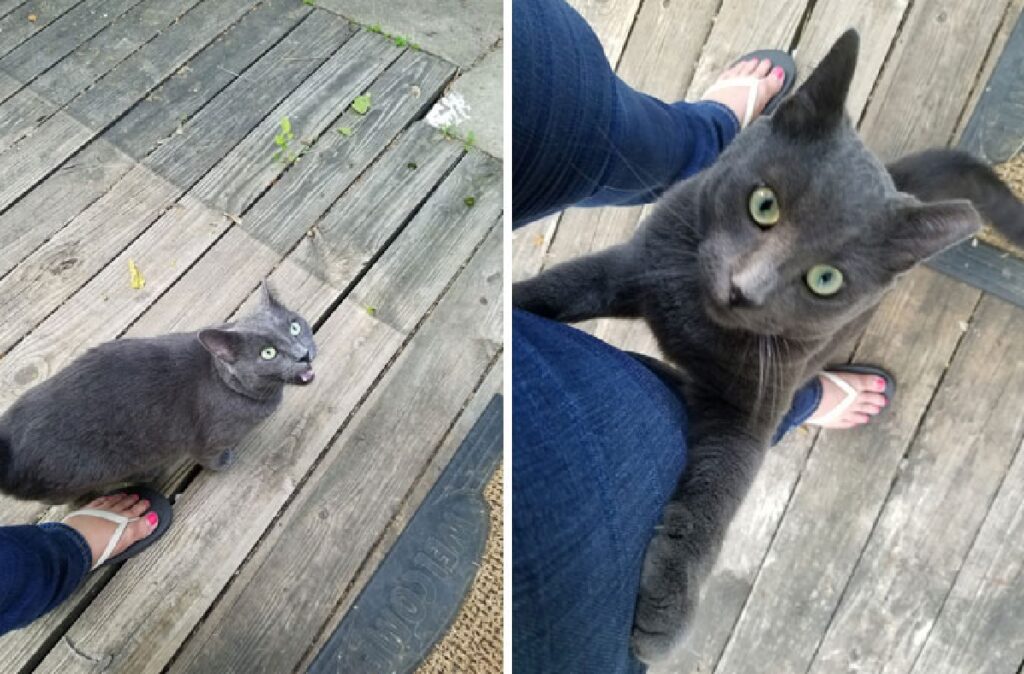 gatto del vicino fuori casa