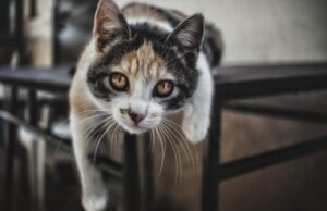 8 foto di gatti che il mondo deve assolutamente vedere