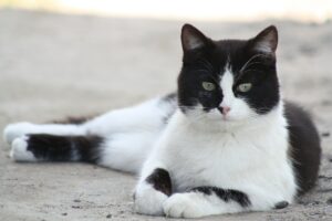 Questo gatto accompagna ogni giorno a scuola la sua sorellina, assicurandosi che arrivi sana a destinazione