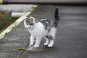 Il salvataggio di Henry,  un povero gattino orfano che chiedeva disperatamente aiuto (VIDEO)