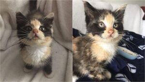 Kitty, la gattina trovata nel bidone spazzatura