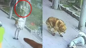 Gatto che cade in testa ad un uomo: il video