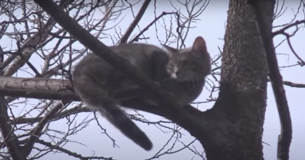 gatto grigio su un ramo