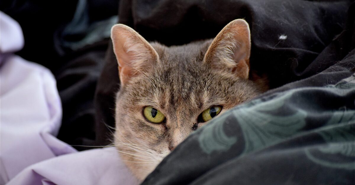 Il Gatto Capisce Se Stai Facendo L Amore Il Mio Gatto Leggenda