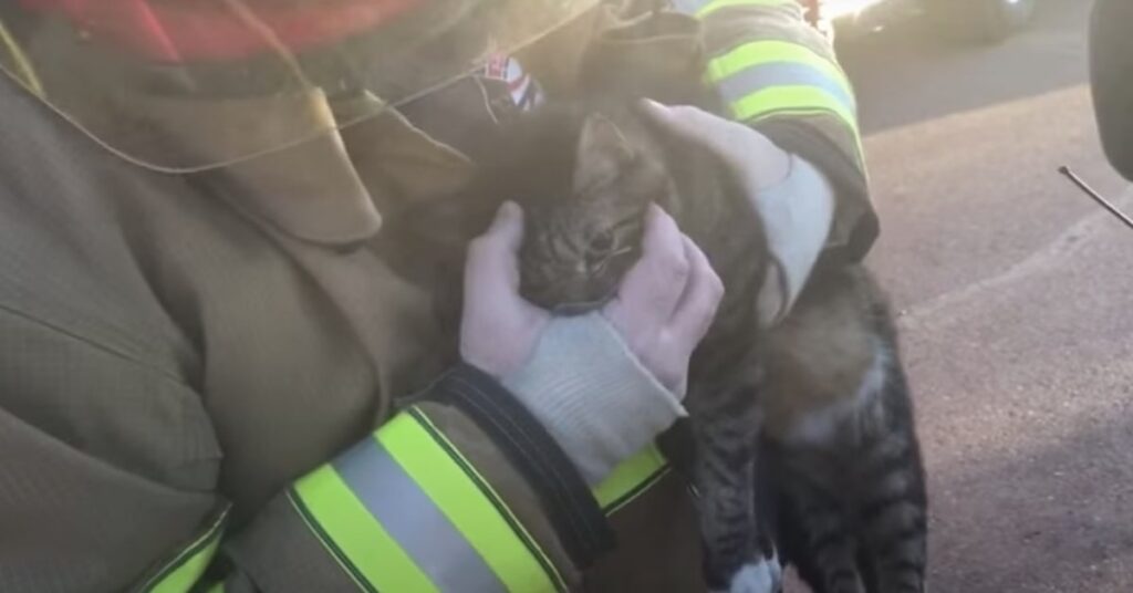 pompiere rianima un gatto