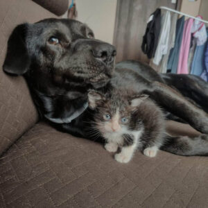 La storia di un gattino che ha conquistato l’amicizia di un cane