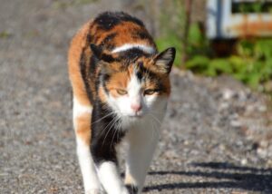 Giacarta: i pompieri salvano un gattino intrappolato nella ruota di una vettura (VIDEO)