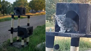 La donna lascia la cuccia tiragraffi fuori ad asciugare e trova un gattino che lo aveva occupato