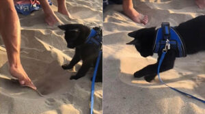 Il gatto va in spiaggia per la prima volta: il simpatico comportamento