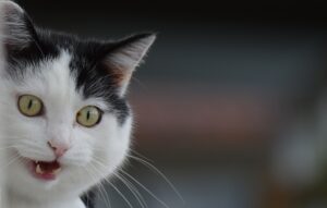 Un gruppo di tifosi salva un gatto caduto dagli spalti dello stadio durante una partita di Football (VIDEO)