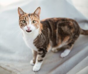 Hong Kong: un gattino viene salvato durante un tifone (VIDEO)