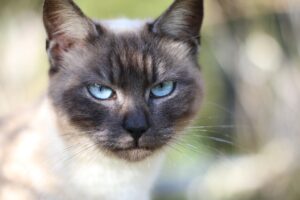 Stati Uniti: il salvataggio di un gattino bloccato nel bel mezzo di un’autostrada (VIDEO)