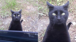 Il gattino interrompe il pisolino di una sua amica umana per dormire insieme a lei