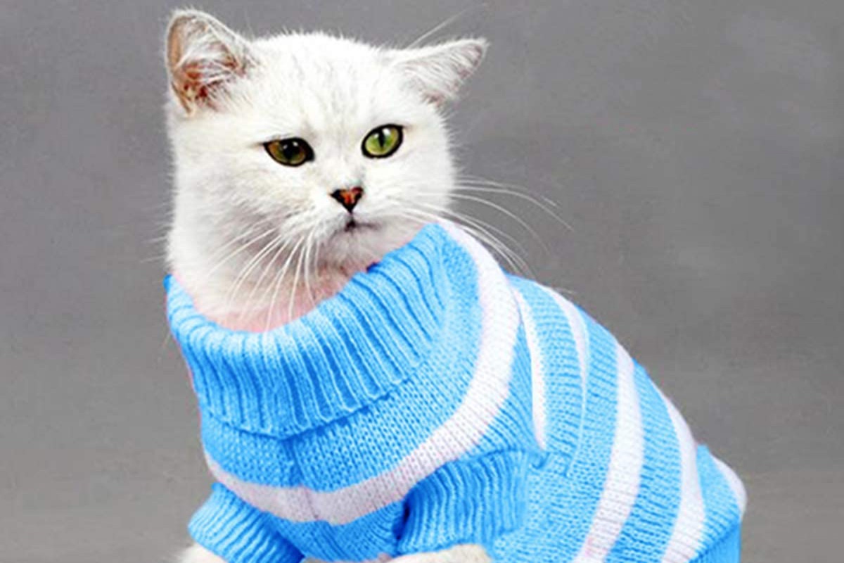 Котенок в свитере