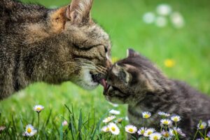 Tre gattini abbandonati vengono adottati da una mamma gatta (VIDEO)