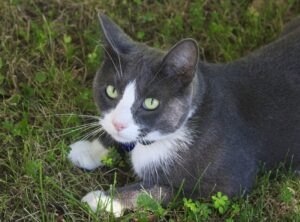 Porto Recanati, il gatto sparisce lo stesso giorno del ricovero del proprietario, l’appello