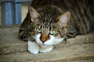 Argentina: un gatto bloccato sopra un insegna luminosa viene salvato dai pompieri (VIDEO)