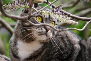 Lanzarote: il salvataggio di un gattino rimasto intrappolato nella rete in un campo da calcio (VIDEO)