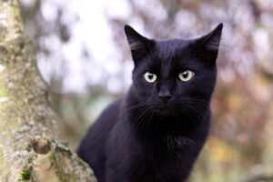 Stati Uniti: il salvataggio di un gatto che si era rifugiato su un albero a causa di una inondazione (VIDEO)