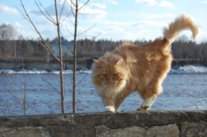 Vigonza, si apre il trasportino e il gatto si da alla fuga, Tricio si è perso così