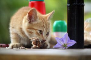 4 motivi per cui il gatto vuole che lo guardi mentre mangia