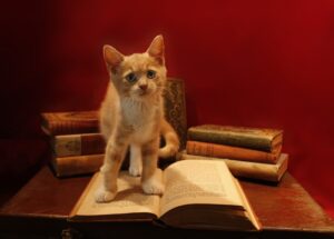 4 ragioni per cui i gatti amano sedersi sui libri