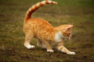 4 suggerimenti per trovare il gatto più adatto a te