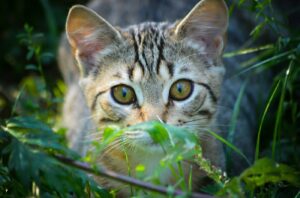 8 foto che ci mostrano una volta per tutte il “vero” volto dei nostri amici gatti