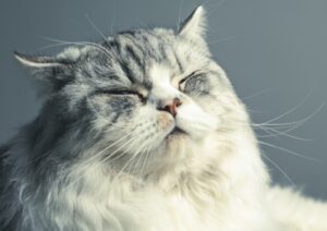 8 foto di facce feline troppo buffe e troppo strane per essere vere