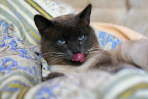 8 foto di gatti che adorano fare la linguaccia a chiunque incroci il loro sguardo