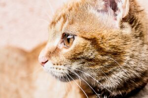 8 foto imperdibili di gatti così bravi da giustificare il loro lavoro come modelli