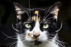 8 foto di gatti i quali sfoggiano tutte le loro capacità da fotomodelli