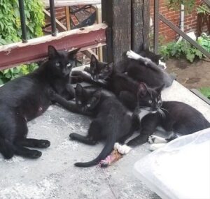 Coppia dà da mangiare a una gatta randagia e lei torna con tutti i suoi cuccioli