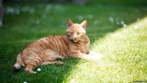 Louis il gattino della cattedrale ha lasciato un vuoto incolmabile