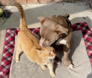 Oscar, il gattino che ha ritrovato la felicità grazie ad un cane cieco