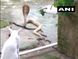 A Bhubaneswar un gattino domestico ha salvato la sua vita dalla minaccia di un cobra