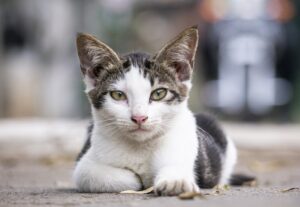 Albino, il gattino Coco si spaventa in seguito ad un temporale, il piccolo risulta smarrito