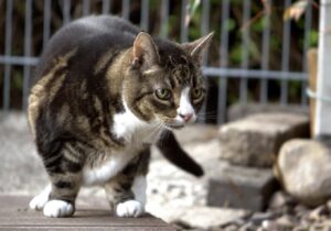 Arconate, proprietari disperati per lo smarrimento del gatto Raimondo, il piccolo deve tornare