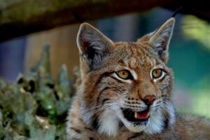 Russia: una gattina adotta Nika, un cucciolo di lince rifiutato dalla madre (VIDEO)