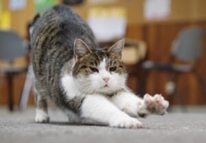 La gattina Fräulein Sinner è un’istituzione per il campus universitario di Hildesheim (VIDEO)