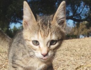 La gattina selvatica Phoebe è stata salvata e ora può trovare la felicità