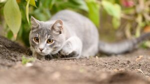 Il gattino Cookie resta bloccato su un albero da cui non riesce a scendere