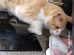 Il gattino Trekkie è davvero invadente quando si tratta di cibo