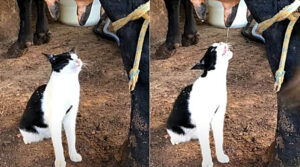 Il gattino beve il latte direttamente dalla mammella di una mucca; il tenero video