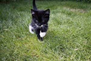 Dracena, Brasile: i pompieri rianimano un gattino rimasto intrappolato a lungo in una fogna (VIDEO)